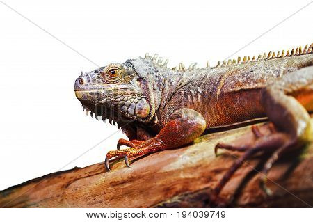 Closeup portrait of green American common iguana on a tree in zoo arboreal species of lizard reptile isolated on white background with copyspace