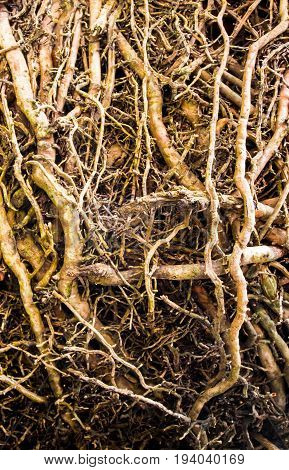 The tangle roots of the palm tree