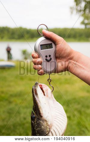On manual electronic scales to weigh the fish.