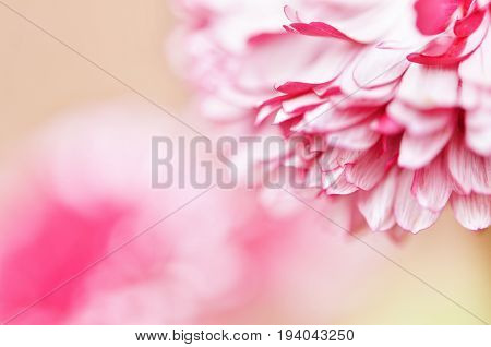 Pink bellis perennis daisy flowers in garden. Soft focus.