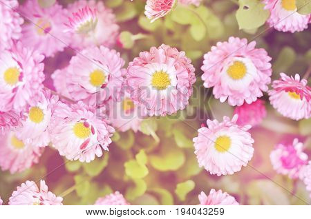 Pink bellis perennis daisy flowers in garden. Soft focus.