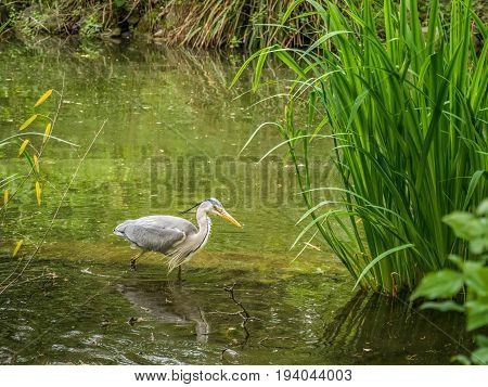 Wild stork wading a lake in the great outdoors