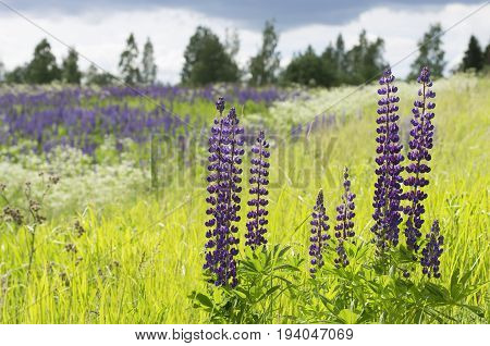 Sunny day summer flowering lupine on a green meadow