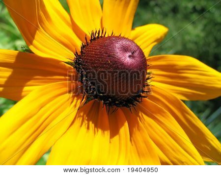 Rudbeckia