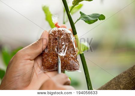 The agriculture technical of grafting lemon branch