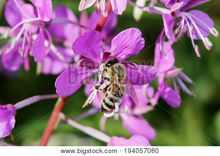 plant willow herb Chamerion angustifolium are blooming And the bee pollinates the flower