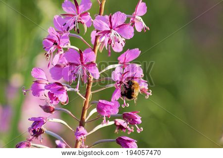 plant willow herb Chamerion angustifolium are blooming And the Bumblebee pollinates the flower