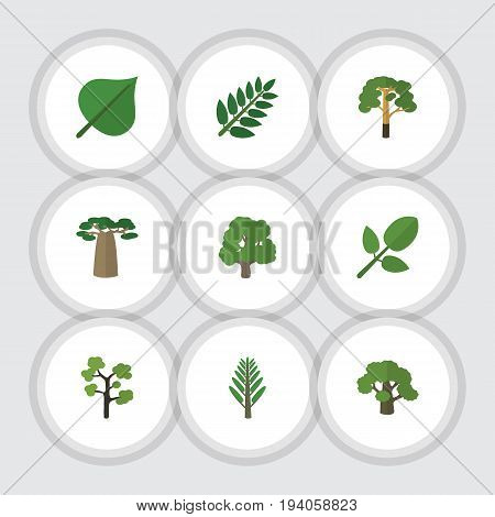 Flat Icon Natural Set Of Wood, Acacia Leaf, Garden And Other Vector Objects. Also Includes Baobab, Acacia, Willow Elements.