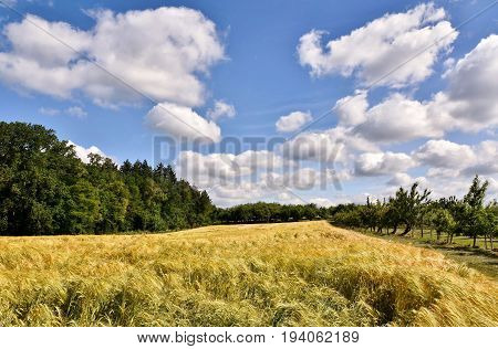 Landscape with a cornfield and blue sky on a summers day