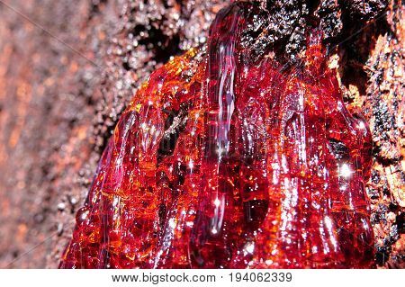 Red resin sap flowing from an Australian Eucalyptus gum tree