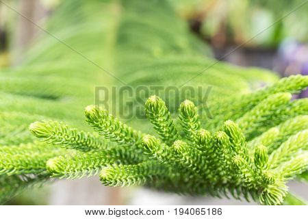 Tropical leaves background outdoors, Bali island tropics