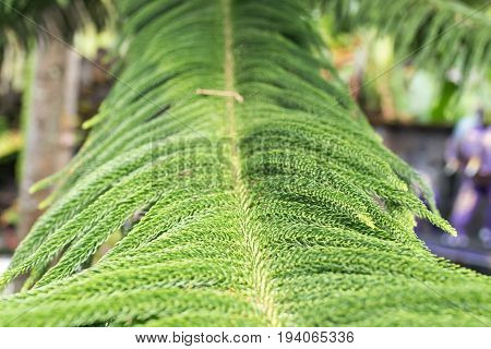 Tropical leaves background outdoors, Bali island tropics