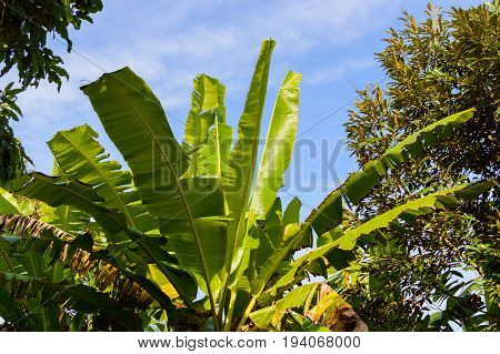 Green Banana Palm Tree Leaves