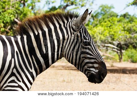 Profile head of an African zebra in Calaut Park Corong Philippines