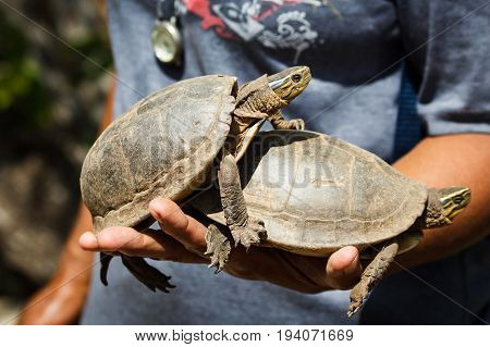 Curious Fresh Water Turtle at Calauit Wildlife park Corong Philippines