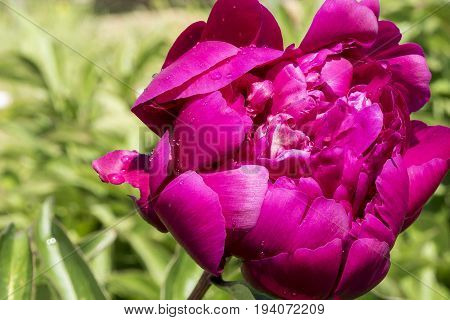 peony flower with rain drops in summer