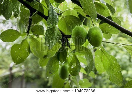 unripe plums with drops of rain in summer