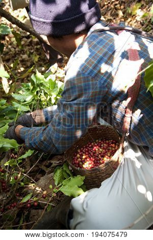 In The Mountains Of Northern, Thailand Woman Of The Akha Ethnic Group Gather Coffee