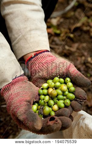 In The Mountains Of Northern, Thailand Women Of The Akha Ethnic Group Gather Coffee
