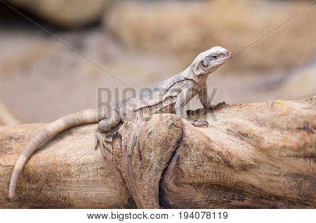 Chuckwalla Lizard On Trunk