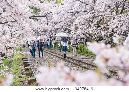 Kyoto Japan - April 9 2017: People enjoy spring season at Keage incline with sakura (cherry blossoms) Kyoto.