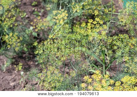 Young bush of dill grows on a garden garden patch.