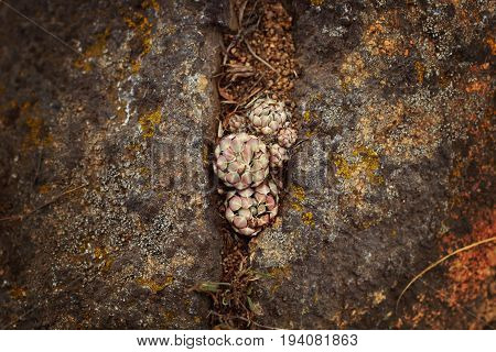 Succulent Stone Rose Grows Among Stones On A Mountain In Arkaim, Chelyabinsk Oblast
