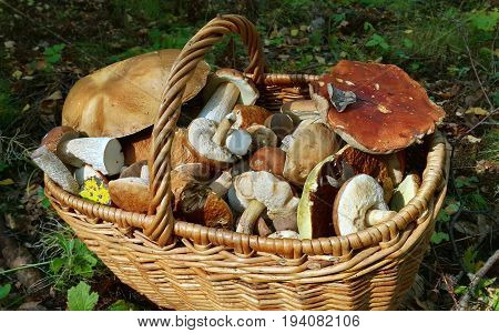Close up of basket with edible mushrooms