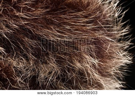 Texture Of Fur. Red Brown Grey Wolf, Fox, Bear Fur Natural, Animal Wildlife Concept And Style For Ba