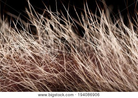 Texture Of Fur. Red Brown Grey Wolf, Fox, Bear Fur Natural, Animal Wildlife Concept And Style For Ba