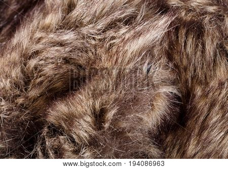 Texture Of Fur. Red Brown Grey Wolf, Fox, Bear Fur Natural, Animal Wildlife Concept And Style For Ba