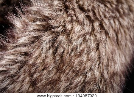 Texture Of Fur. Red Brown Grey Wolf, Fox, Bear Fur Natural, Animal Wildlife Concept And Style For Ba