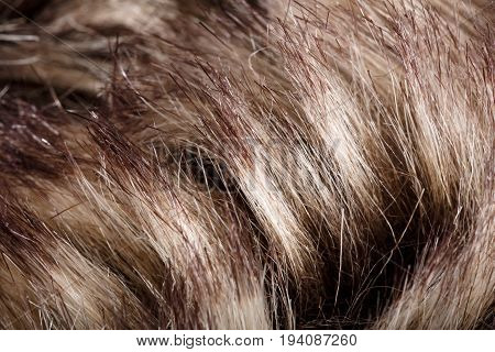 Texture Of Fur. Red Brown Grey Wolf, Fox, Bear Fur Natural, Animal Wildlife Concept And Style For Ba