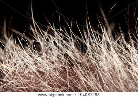 Texture Of Fur. Red Brown Grey Wolf, Fox, Bear Fur Natural, Animal Wildlife Concept And Style For Ba