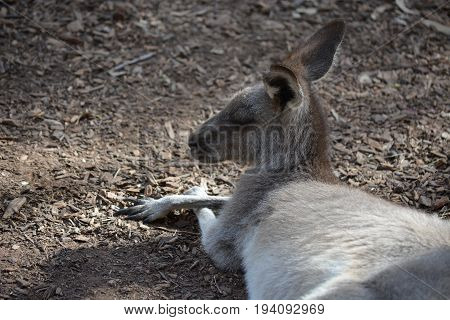 A lying kangaroo sunbathing on the dirt