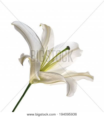 Flower lily isolated on white background. Delicate flower