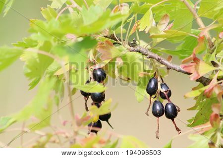 Black oval Josta berry. Beautiful branch with ripe berries and leaves