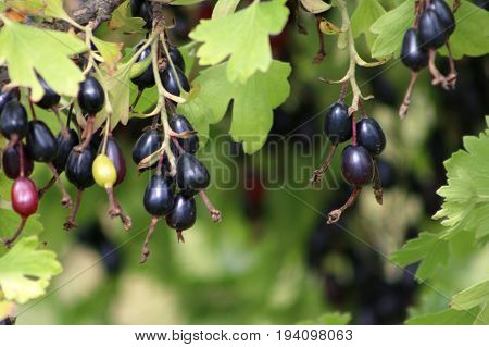 Dark blue oval Josta berry. Beautiful branch with ripe berries and leaves