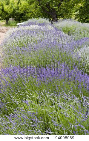 Row of lavender plants in bloom with fruit trees in the background