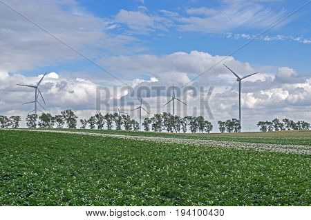 The photo shows a group of wind turbines. They stand among cultivated fields. In the foreground you can see the potato crop. In the distance, there are a number of deciduous trees. Propulsion power plants are moving. It is sunny day.