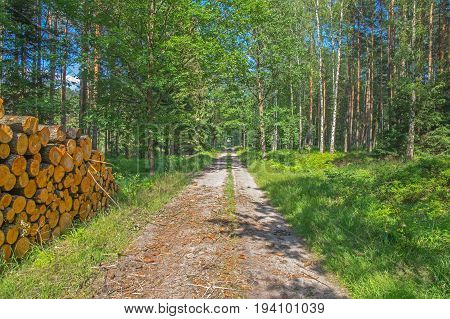 The photo shows a forest, unpaved road. It leads through a young pine forest. There are many birches on the edge of the forest. It is summer, the trees are green leaves. It is sunny day.