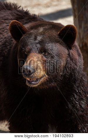 American black bear (Ursus americanus).