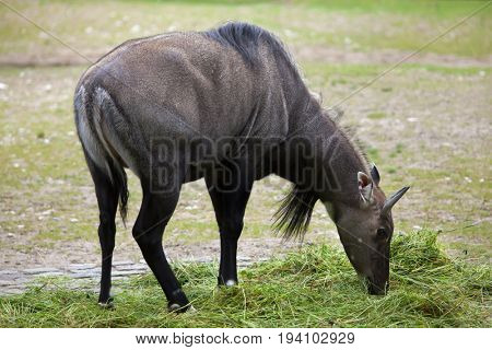 Nilgai (Boselaphus tragocamelus), also known as the nilgau or blue bull.