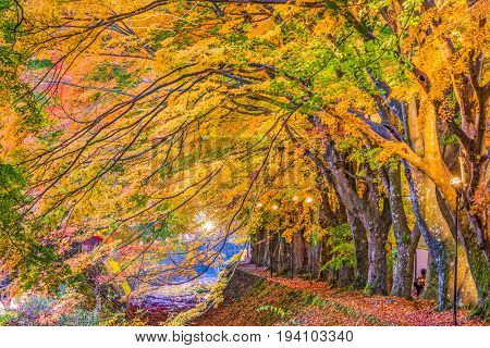 Maple Corridor near Kawaguchi Lake and Mt. Fuji, Japan during autumn.