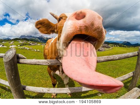 Happy Cow