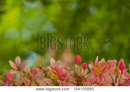 Lovely flowers of Cassia bakeriana (Thai Name