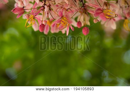 Lovely flowers of Cassia bakeriana (Thai Name"Kalapaphruek"other Names "Wishing TreePink ShowerPink cassiaPink and White Shower Tree")