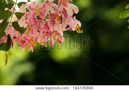 Lovely flowers of Cassia bakeriana (Thai Name