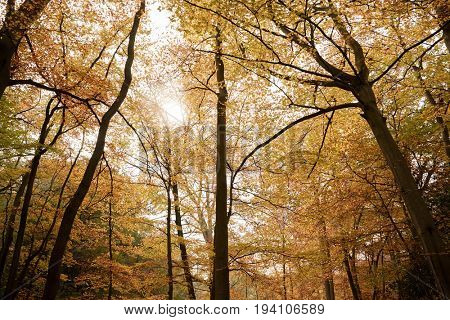 Burnham Beeches, UK - 7 November 2016: Canopy Of Autumn Trees At Burnham Beeches In Buckinghamshire