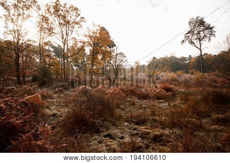 Burnham Beeches, UK - 7 November 2016: Autumn Trees And Bracken At Burnham Beeches In Buckinghamshire